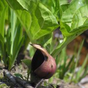 766px-北海道雨竜沼のザゼンソウP7020100