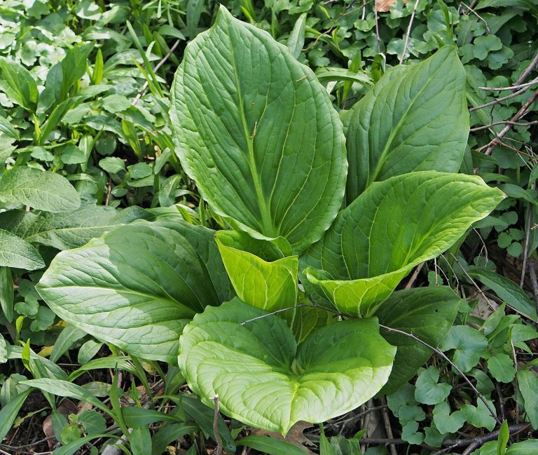 Skunk cabbage franlaff