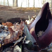 Symplocarpus_foetidus_-_Skunk_Cabbage