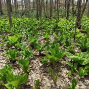 Symplocarpus_foetidus_-_parc_écologique_Godefroy_03