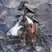 Symplocarpus_foetidus_SCA-05537