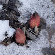 Symplocarpus_foetidus_SCA-05543