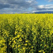 1024px-Brassica_rapa_(7490648454)