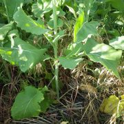 1024px-Brassica_rapa_(7490652754)