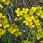 1024px-Brassica_rapa_ENBLA03