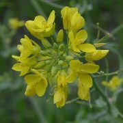 1024px-Brassica_rapa_var._rapa_(18)