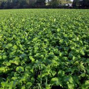 1280px-Brassica_rapa_var._rapa_(02)