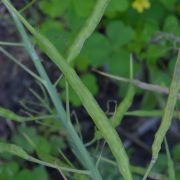 683px-Brassica_rapa_subsp._campestris_pods_(01)