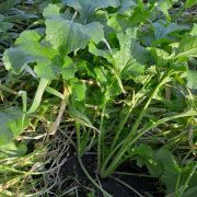 683px-Brassica_rapa_var._rapa_(04)