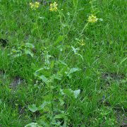 706px-Brassica_rapa_var._rapa_(14)