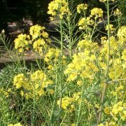Brassica_rapa_ja02