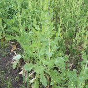 Brassica_rapa_subsp._oleifera,_bladkool_(5)