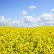 rapeseeds-474558_1920