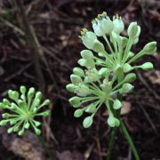 1101px-Allium_tricoccum_-_Ramps_(cropped)