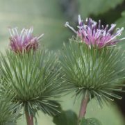 1280px-Arctium_lappa_8