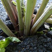1280px-Jeune_bardane_perçant_l'asphalte_d'une_piste_cyclable,_Lille_printemps_2019a_07