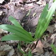 1280px-Wild_Leek_(Allium_tricoccum)_-_Flickr_-_Jay_Sturner