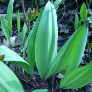 768px-Wild_leeks_(Whitefish_I)_2