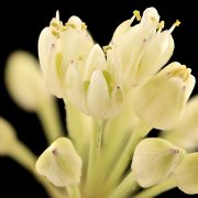 Allium_tricoccum_2,_Ramps,_flower,_GFG,_Howard_County,_Md,_Helen_Lowe_Metzman_2018-07-13-15.52.41_ZS_PMax_UDR_(48424575022)