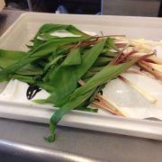 Allium_tricoccum_or_ramps