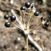 Allium_tricoccum_seeds