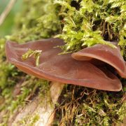 Auricularia_auricula-judae_(27487800408)