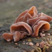 Auricularia_auricula-judae_(28227480389)