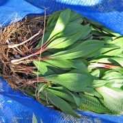 BagOfRamps_(8324666033)