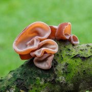 Echt_judasoor_(Auricularia_auricula-judae)_Familie_Auriculariaceae_op_een_dode_tak_03