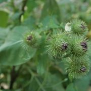 big-burdock-2779149_1920
