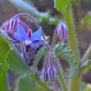 borage-1163168_1920