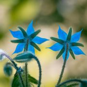 borage-1612846_1920