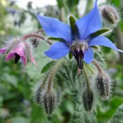 borage-2396870_1920