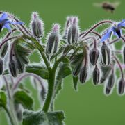 borage-2614325_1920