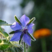 borage-3560211_1920