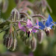 borage-4741684_1920
