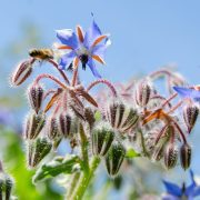 borage-5202371_1920