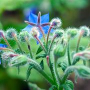 borage-6717628_1920