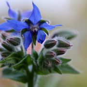 borage-6718576_1920