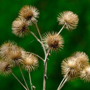 burdock-5249475_1920