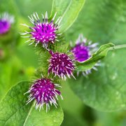 flowers-6514223_1920