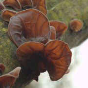 judas-ear-4727781_1920