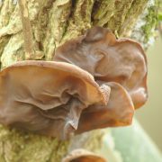 judas-ear-4727783_1920