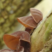 judas-ear-4727784_1920