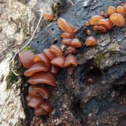 mushroom-1948083_1920