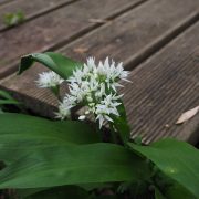 wild-garlic-1260781_1920