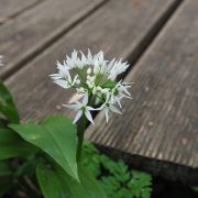 wild-garlic-1260782_1920