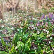 wild-garlic-7091295_1920