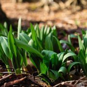 wild-leeks-6160254_1920