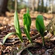 wild-leeks-6161835_1920